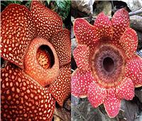 «رافليسيا».. أكبر زهرة في العالم تستغرق سنوات لتنمو