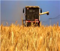 محافظ أسيوط يعلن انتهاء الاستعدادات لاستقبال موسم حصاد وتوريد القمح