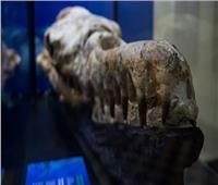 عاش قبل 36 مليون سنة.. اكتشاف جمجمة حوت متوحش