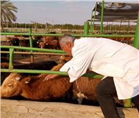 تحصين 112.5 ألف رأس ماشية ضد الحمى القلاعية والوادي المتصدع بالبحيرة 