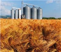 «العامة للصوامع»: تجهيز 500 موقع لاستقبال القمح من المزارعين| فيديو