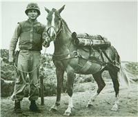 منها «شيتاك».. أشهر خيول الحروب في التاريخ| صور