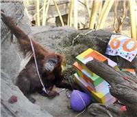 حديقة حيوان تحتفل بميلاد أنثى قرد الأورانغوتان لبلوغها ٦٠ عامًا