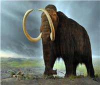 العثور على سن حيوان «ماموث» عمرها 20 ألف عام بولاية «أيوا» | صور   