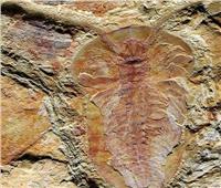 اكتشاف حفريات لـ250 نوعًا من الحيوانات عمرها 500 مليون سنة
