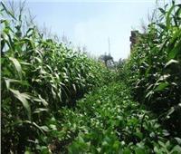 خبيرة زراعية: يمكن تحميل الذرة الشامية مع فول الصويا لزيادة المساحة المنزرعة 