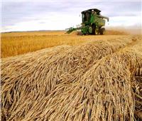 شاهد| قائد مزرعة توشكى: زراعة القمح حققت نجاحا كبيرا