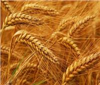 ندوات إرشادية بالقليوبية لبحث الاستعدادات لموسم حصاد وتوريد القمح