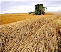 الزراعة: زيادة عدد نقاط تجميع القمح للتسهيل على المزارع| فيديو