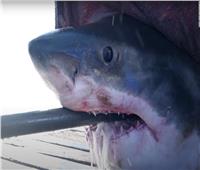 يبلغ وزنه 1600 رطل.. العثور على سمكة قرش بيضاء عملاقة في سواحل فلوريدا