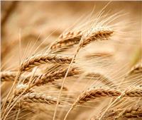 «العامة للصوامع»: محصولنا من القمح يقلل من الاستيراد