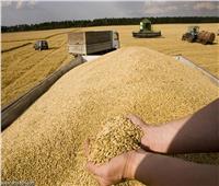 «الصوامع والتخزين»: بدأنا استعدادات موسم حصاد القمح منذ فبراير