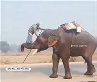 كاهن هندي يصعد على «زلومة» فيل ويستخدم رأسه كسلم للصعود عليه| فيديو