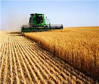 «العامة للصوامع والتخزين»: موسم حصاد القمح هذا العام استثنائي | فيديو