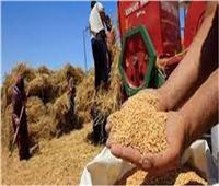 «التموين» تتابع توريد القمح المحلي لليوم الرابع.. و36 مليار جنيه لسداد مستحقات المزارعين
