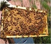 الزراعة: تصدير 10 آلاف و 456 طرد نحل عسل إلى السعودية