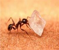 حيل سحرية للتخلص من النمل باستخدام السكر المثلج