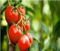 صغار المزارعين يكشف سبب ارتفاع أسعار الطماطم