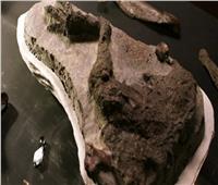 العثورعلى ساق ديناصور قُتل بسبب كويكب عملاق  ضرب الأرض في المكسيك