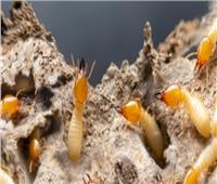 ظهور النمل الأبيض.. «الزراعة» توفر المبيدات لمواجهته |فيديو