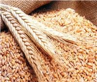 ارتفاع أسعار القمح عالميا.. و«التموين» تواصل استلام المحصول المحلي