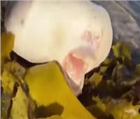 سمكة غريبة تثير الجدل على أحد الشواطئ الأسترالية | فيديو