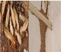 زراعة الإسكندرية تقدم روشتة للوقاية من مشكلة النمل الأبيض 