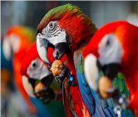 دراسة تكشف قرب الطيور من خط الاستواء يؤدي لإشراق ألوانها