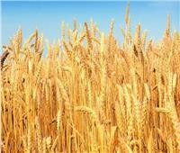 «الإرشاد الزراعي»: تنسيق بين جميع القطاعات لإنجاح موسم القمح الحالي