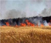 الزراعة تكشف تفاصيل حرق محصول القمح في أسيوط | فيديو