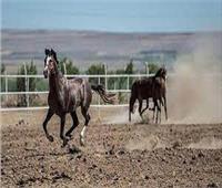 زراعة النواب توافق نهائيا على إعادة تنظيم محطة الزهراء لتربية الخيول العربية الأصيلة ‎