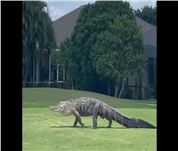 ظهور تمساح عملاق في ملعب جولف بولاية فلوريدا| فيديو