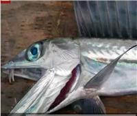 السمكة «دراكولا» المخيفة تظهر في كاليفورنيا 