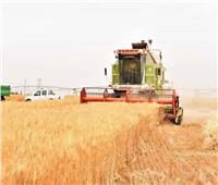 «الزراعة»: استخدام أحدث المعدات في حصاد القمح بتوشكى لتقليل الفاقد