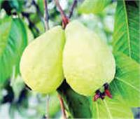 معهد بحوث البساتين يصدر توصيات لمزارعي الجوافة