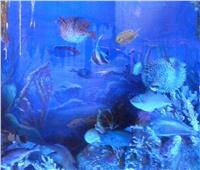 جولة داخل متحف الأحياء المائية بالإسكندرية..أسماك تشبه قرص الشمس 