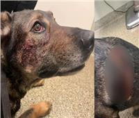 تحت تأثير المخدر.. رجل يعض كلبا في ولاية كاليفورنيا| صورة   