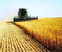 «زراعة القليوبية»: حصاد 606 أفدنة من محصول القمح 