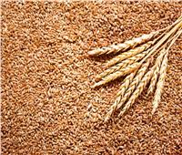 الزراعة: آلآت حصاد القمح الحديثه تقلل الفاقد