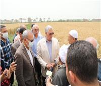 وزير الزراعة ومحافظ القليوبية يتفقدان حقول القمح بمركزي قها وبنها 