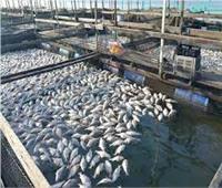 «الإحصاء»: 2000 طن إنتاج الأسماك بالمشروعات القومية الجديدة