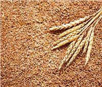 نقيب الفلاحين يشيد بتكليفات الرئيس السيسي للحكومة بدعم مزارعي القمح