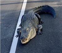 تمساح ضخم يتجول في شوارع فلوريدا | فيديو  