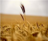 العراق يتوقع أن يصل إنتاج القمح 3 ملايين طن لهذا العام