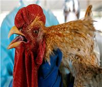 تسجل أول إصابة بإنفلونزا الطيور في ولاية كولورادو الأمريكية