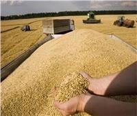 الغرف التجارية: قرار روسيا بزيادة أسعار تصدير القمح تأثيره محدود على مصر