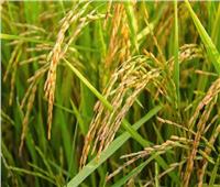 الزراعة: توفير تقاوى لزراعة 724 ألف فدان بمحصول الأرز