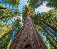 اكتشاف أطول أشجار في العالم ⁩بغابة عمرها 4 ملايين عام