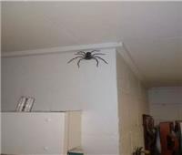 مربي «العناكب».. أسترالي يخطف القلوب بمنزل للحشرات