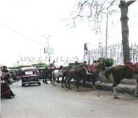محافظ الغربية يوجه بإزالة مرابط الخيول بسور مجلس مدينة كفرالزيات 